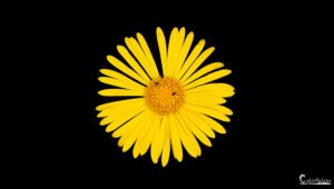 Une fleur jaune vivace ressortant sur le fond sombre pour une image emblématique de vitalité et de contraste saisissant, évoquant la clarté et l’élégance naturelle.