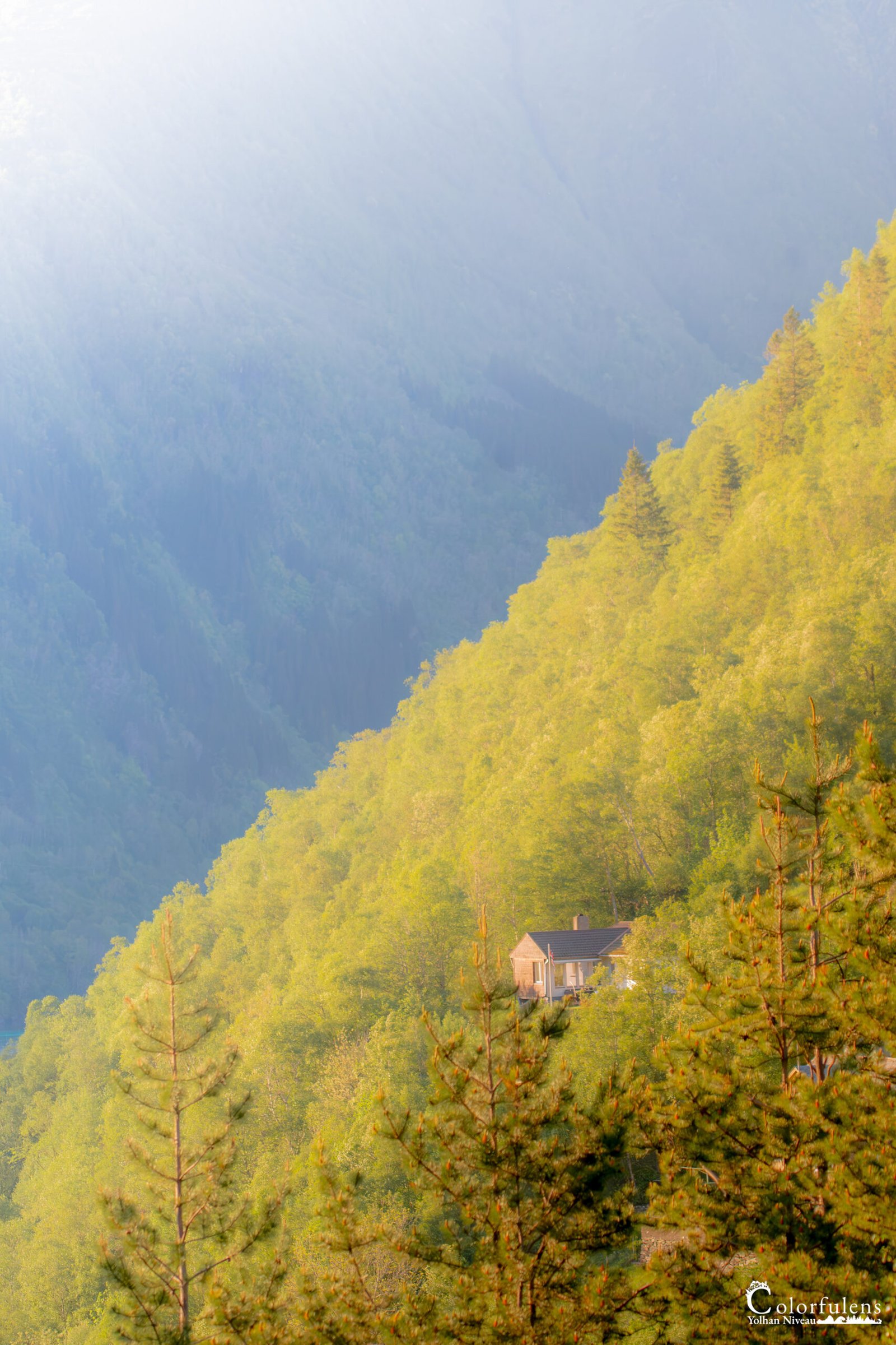 Image d'une maison isolée au milieu d'une forêt de pins en montagne, enveloppée de brouillard léger reflétant paix et simplicité