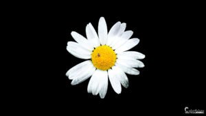 Découvrez une marguerite brillante sur un fond noir profond, avec une coccinelle ajoutant une touche de vie et de contraste saisissant.