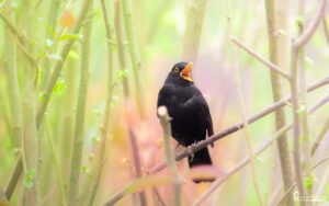 Un merle noir chante sur une branche dans la brume matinale, capturant une essence paisible et poétique de la nature au réveil.