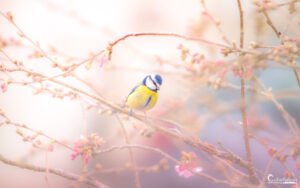 Mésange bleue posée sur une branche fleurie aux teintes pastel, évoquant le renouveau printanier et la beauté naturelle.