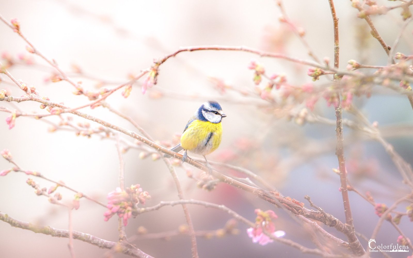 Mésange charbonnière perchée sur une branche entourée de fleurs roses au printemps.