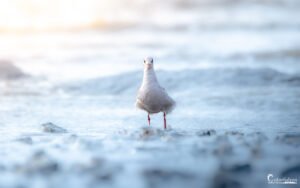 Mouette rieuse au crépuscule face à l'océan, évoquant harmonie et tranquillité naturelle.