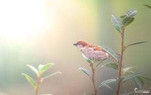 Un moineau domestique perché sur une branche illuminée par une douce lumière naturelle.