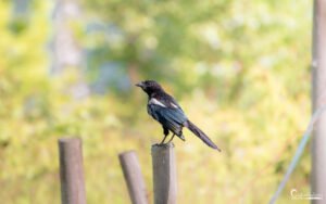 Oiseau majestueux aux plumages bleutés, perché sur un piquet avec un arrière-plan bokeh, capturé en pleine nature.