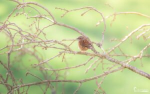 Un accenteur mouchet posé sur des branches fines, baigné dans une lumière douce et verdoyante, capturé dans un moment de tranquillité et de beauté naturelle.