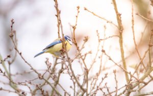 Mésange bleue perchée sur une branche, entourée de bourgeons prêts à éclore sous la lumière du matin.