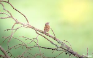 Un oiseau chanteur se dresse sur une branche parsemée de lichen, entonnant son chant matinal sous une douce lumière, évoquant la tranquillité de la nature.