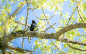 Un étourneau aux reflets métalliques est perché sur une branche verdoyante au printemps, capturé dans un moment de sérénité naturelle.