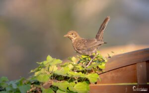 Photo d'une grive musicienne perchée sur une branche, capturée au lever du jour, entourée de feuillage vert, illustrant la tranquillité de l'oiseau.