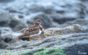 Un tournepierre à collier immobile sur un rocher verdoyant, montrant sa capacité d'adaptation dans un écosystème côtier riche en biodiversité.