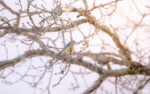 Mésange bleue délicate perchée sur une branche, apportant une touche de couleur au paysage hivernal.