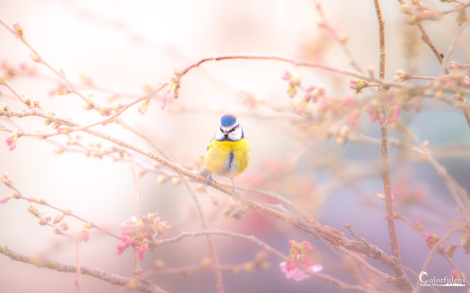 Mésange bleue posée sur une brindille parmi les fleurs éclatantes de printemps, illustrant la douceur et le renouveau naturel.