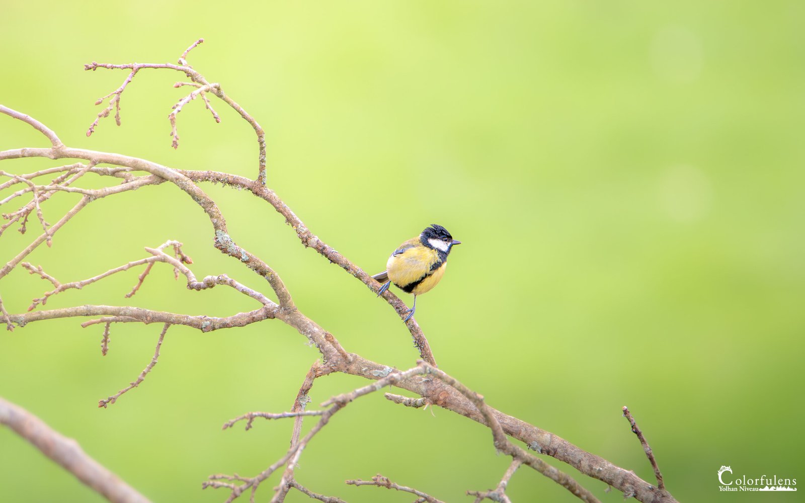 Mésange charbonnière aux couleurs vives sur une branche, sur fond vert flouté