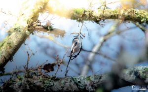 Mésange gracieuse sur branche ensoleillée, entourée de lumière naturelle dans une forêt. Rayons filtrant à travers le feuillage, soulignant sa silhouette délicate.