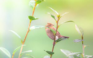 Un oiseau brun se repose dans un cadre naturel serein, entouré de feuillage vert et baigné de lumière douce, incarnant une tranquillité apaisante.