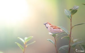 Un moineau solitaire se perche sur une branche verdoyante, capturant la sérénité du matin.