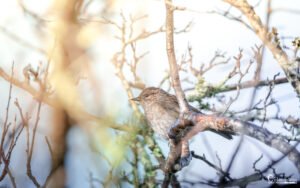 Un passereau se repose sur des branches hivernales, baigné dans une douce lumière, évoquant la sérénité et la beauté de la nature.