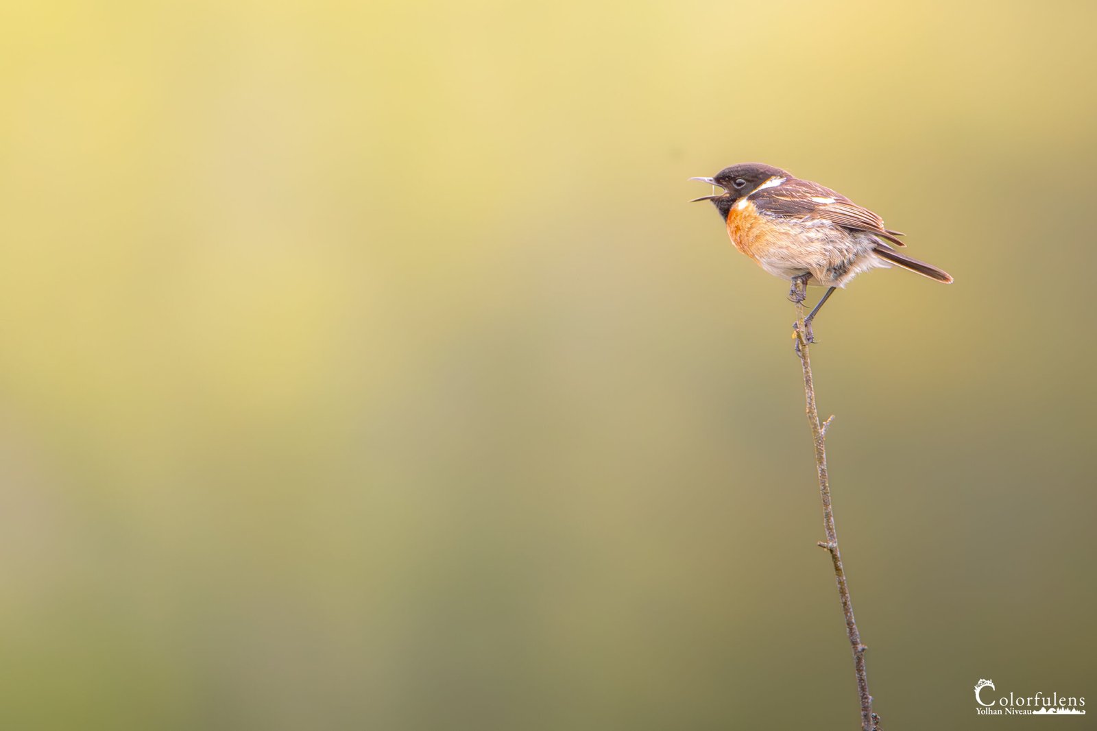Un oiseau coloré chante sur une fine branche à l'aube, capturé dans un moment paisible par Colorfulens - Yolhan Niveau.