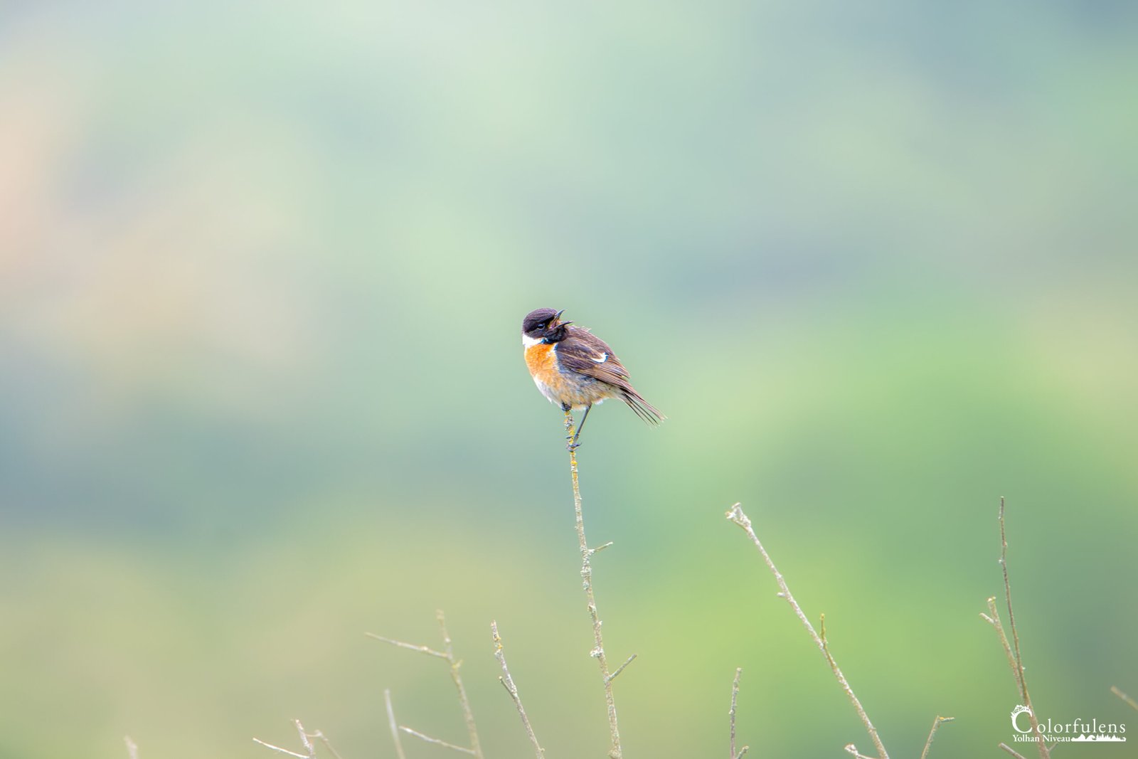 Un oiseau aux plumes colorées perché sur une branche fine se détache nettement d'un arrière-plan verdoyant et flouté, capturant la beauté éphémère de la nature sauvage.