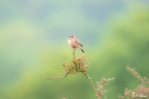 Oiseau délicat perché sur un rameau épineux avec un arrière-plan vert flou, capturé par Yolhan Niveau.
