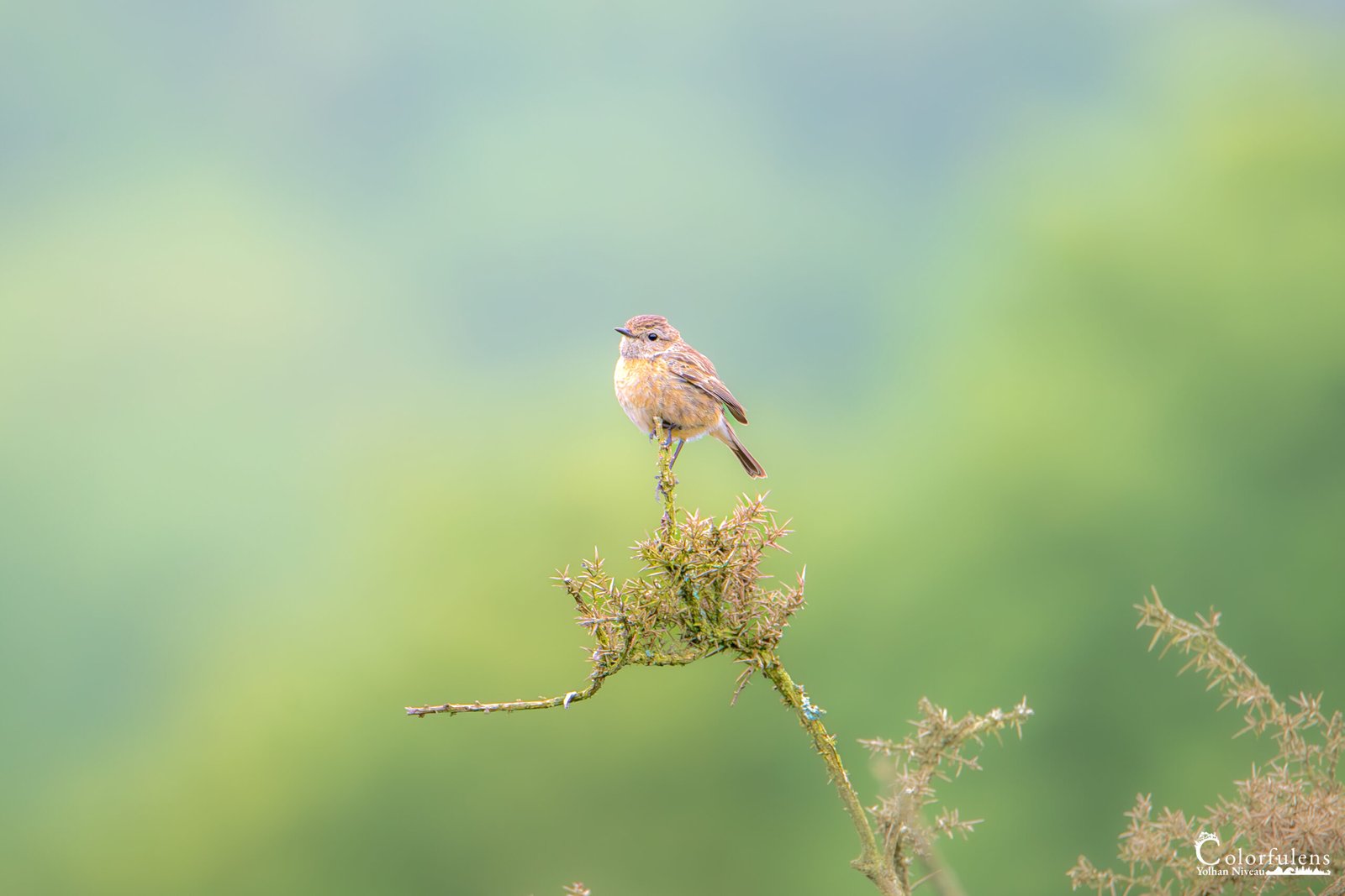 Oiseau délicat perché sur un rameau épineux avec un arrière-plan vert flou, capturé par Yolhan Niveau.