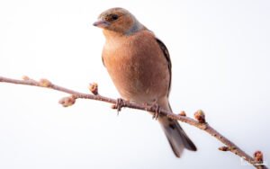 Un pinson des arbres au plumage brun-rosé perché sur une branchette ornée de bourgeons, illustrant le renouveau printanier.