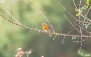 Rougegorge solitaire sur une branche dans son habitat, mettant en valeur son plumage rouge et orange distinctif.