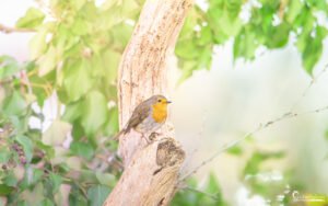 Photographie d'un rougegorge familier perché sur une branche, entouré de feuilles vertes, capturant un moment de tranquillité dans la nature.