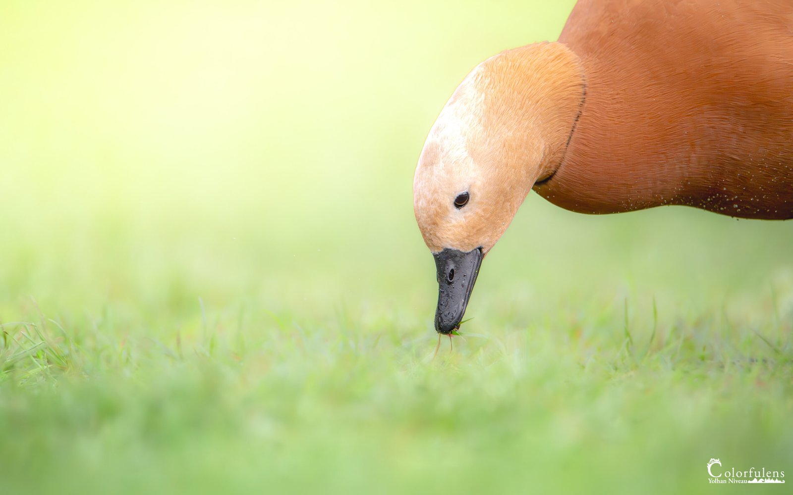 Un tadorne casarca se nourrit paisiblement dans une herbe verdoyante, illustrant sa vie sauvage avec un superbe contraste de couleurs.
