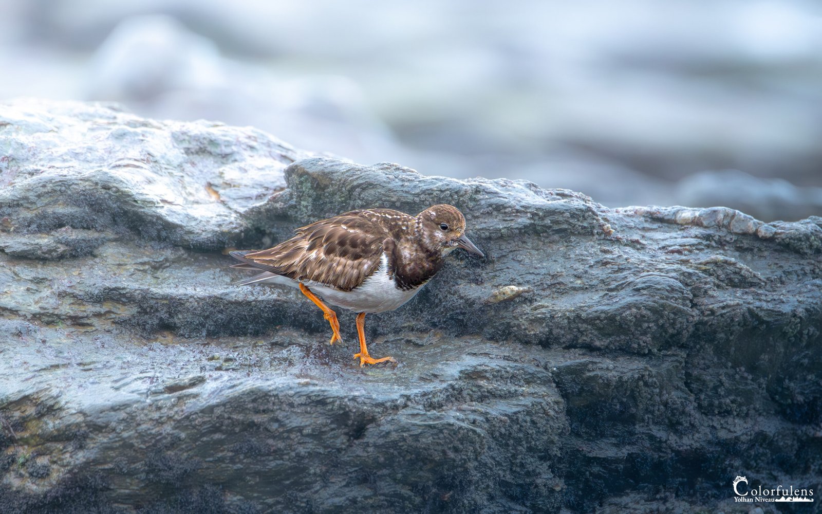 Tournepierre à collier perché sur un rocher embrumé face à la mer, incarnant la beauté et la solitude de la faune côtière.