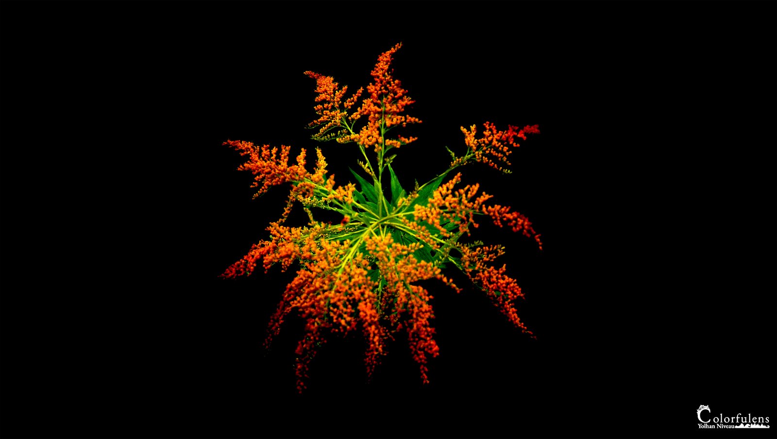 Image artistique d'une plante ornementale, rouge et verte, sur fond noir, soulignant le contraste et la structure complexe du feuillage.