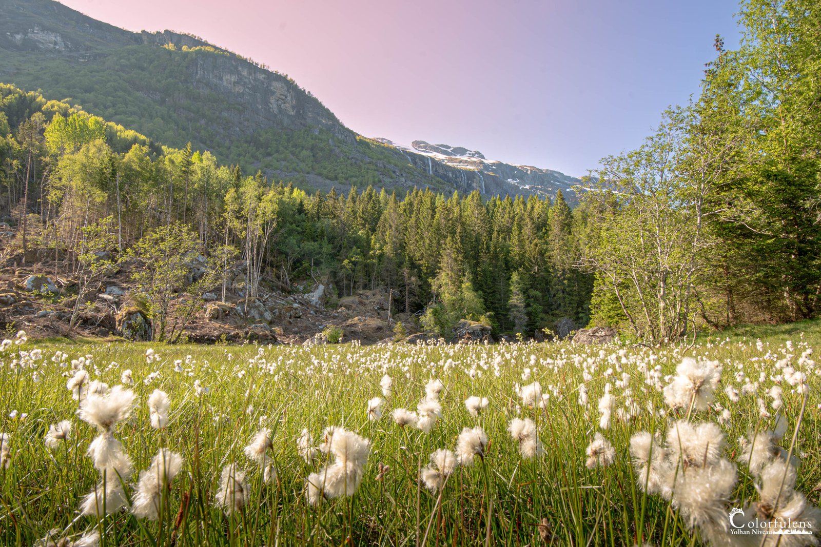 Un champ de coton scintillant sous la lumière du matin, reflétant la tranquillité de la nature avec une montagne paisible en toile de fond.