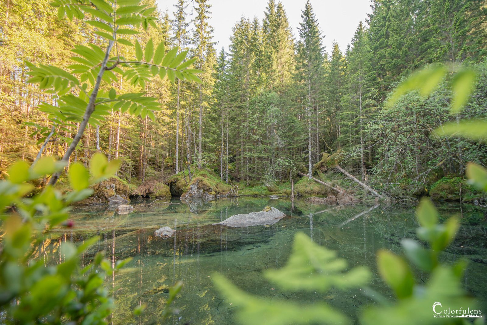 Un étang paisible et serein dans une forêt verdoyante, ses eaux claires reflétant la nature environnante, entouré de rochers moussus.
