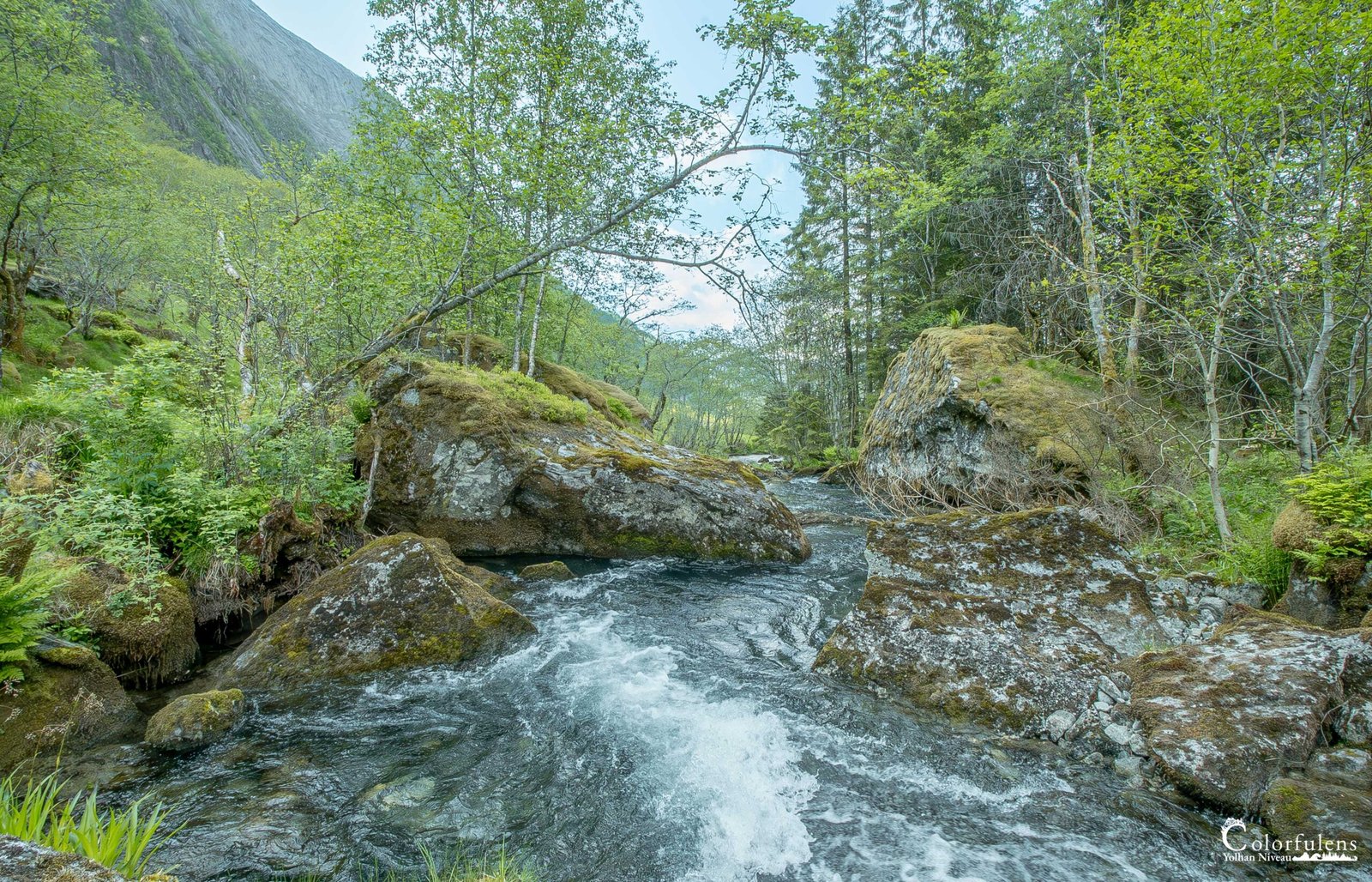 Une rivière impétueuse coule parmi des rochers moussus, traversant une végétation luxuriante, créant une symphonie naturelle et une atmosphère apaisante.