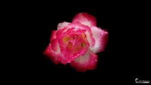 Rose bicolore éblouissante par la rosée nocturne, symbolisant élégance et mystère sous un fond obscur.