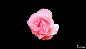 Rose délicate sur fond noir, émergent de l'obscurité, symbolisant l'élégance avec ses pétales tendres et un contraste saisissant.