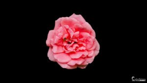 Photographie d'une rose épanouie aux pétales roses délicats sur fond noir intense, mettant en valeur sa beauté et son élégance.