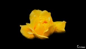 Image d'une rose jaune éclatante sur un fond noir, contrastant sa délicatesse avec une touche de sophistication par la signature Colorfulens.