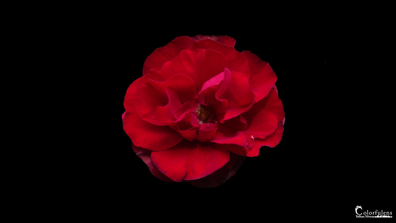 Une magnifique rose rouge, vibrant de passion et de délicatesse, se détache subtilement sur un fond noir intense.
