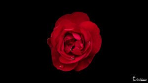 Une rose rouge sur un fond noir met en valeur sa beauté éclatante et son symbolisme d'amour et de passion, photographie de Yohan Nouveau.