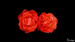 Deux roses rouges resplendissant contre un fond sombre, symbolisant l'élégance et la passion. Parfait pour les thèmes liés à l'amour et la beauté naturelle.