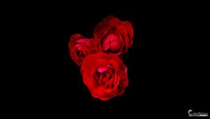 Trois roses rouges vibrantes se détachent sur un fond noir, créant un contraste saisissant et élégant.