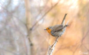 Un rougegorge sur une branche nue en hiver, ses plumes brunâtres se fondent dans le paysage.