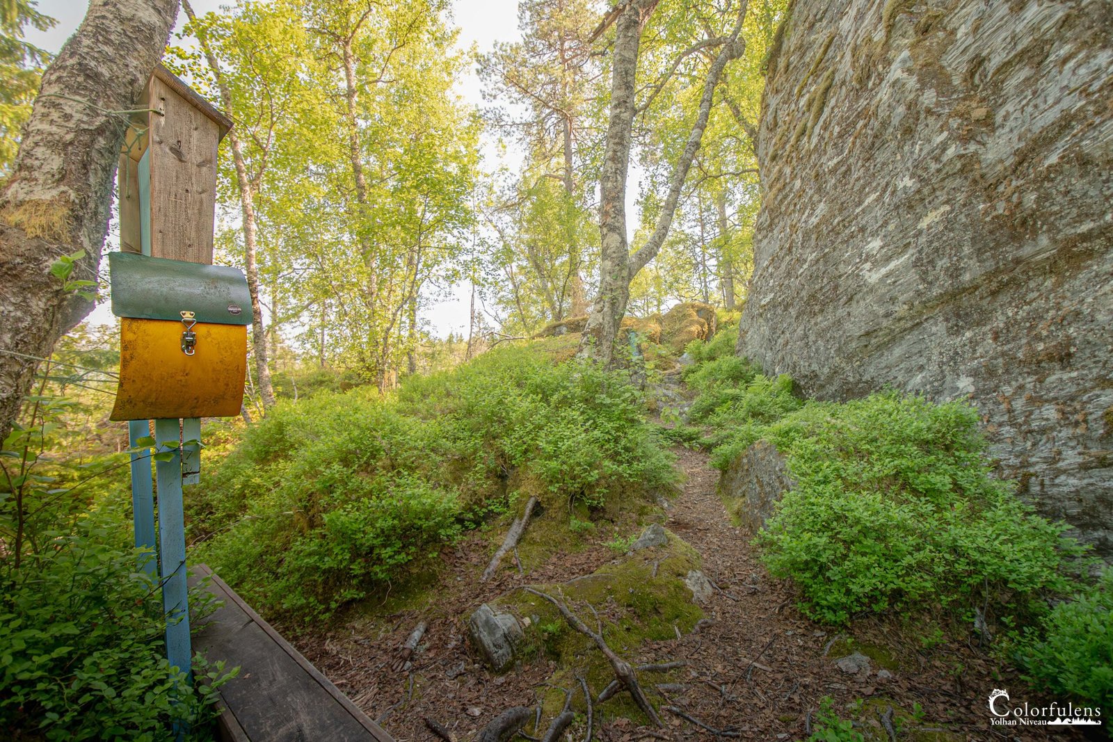 Sentier forestier avec une boîte aux lettres jaune sur poteau bleu, dans une forêt sereine entre arbres verdoyants et rochers lichen, évoquant un point de rencontre symbolique.