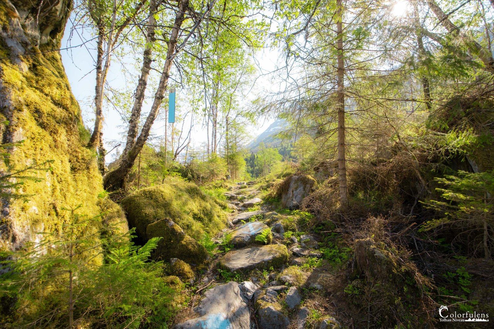 Sentier forestier traversant la montagne, illuminé par la douce lumière solaire filtrant à travers les arbres, évoque une aventure sereine dans la nature.