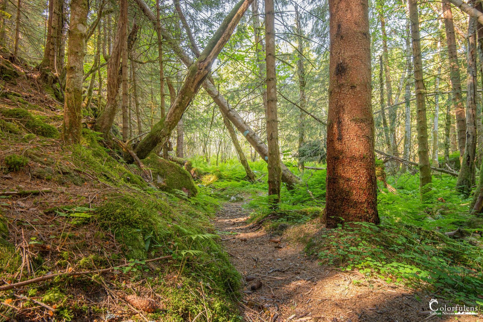 Sentier forestier ensoleillé au milieu d'une forêt dense, capturant la tranquillité naturelle.