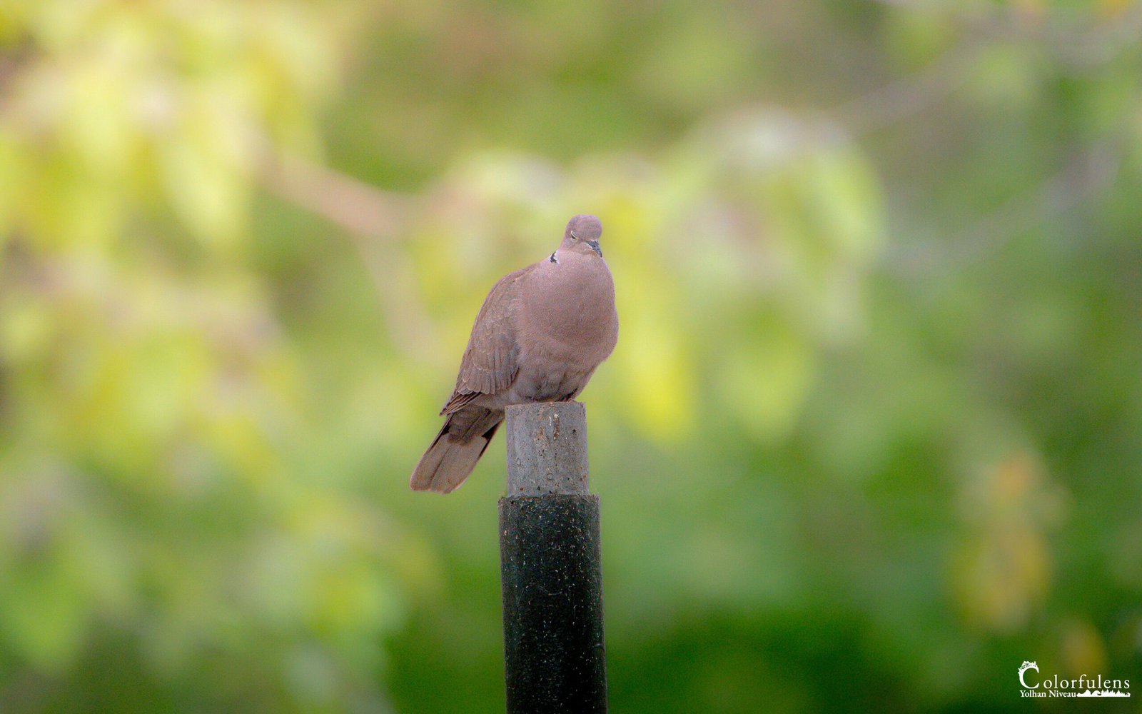 Tourterelle grise en repos sur poteau vert; harmonie avec la nature et arrière-plan flou pour un effet paisible