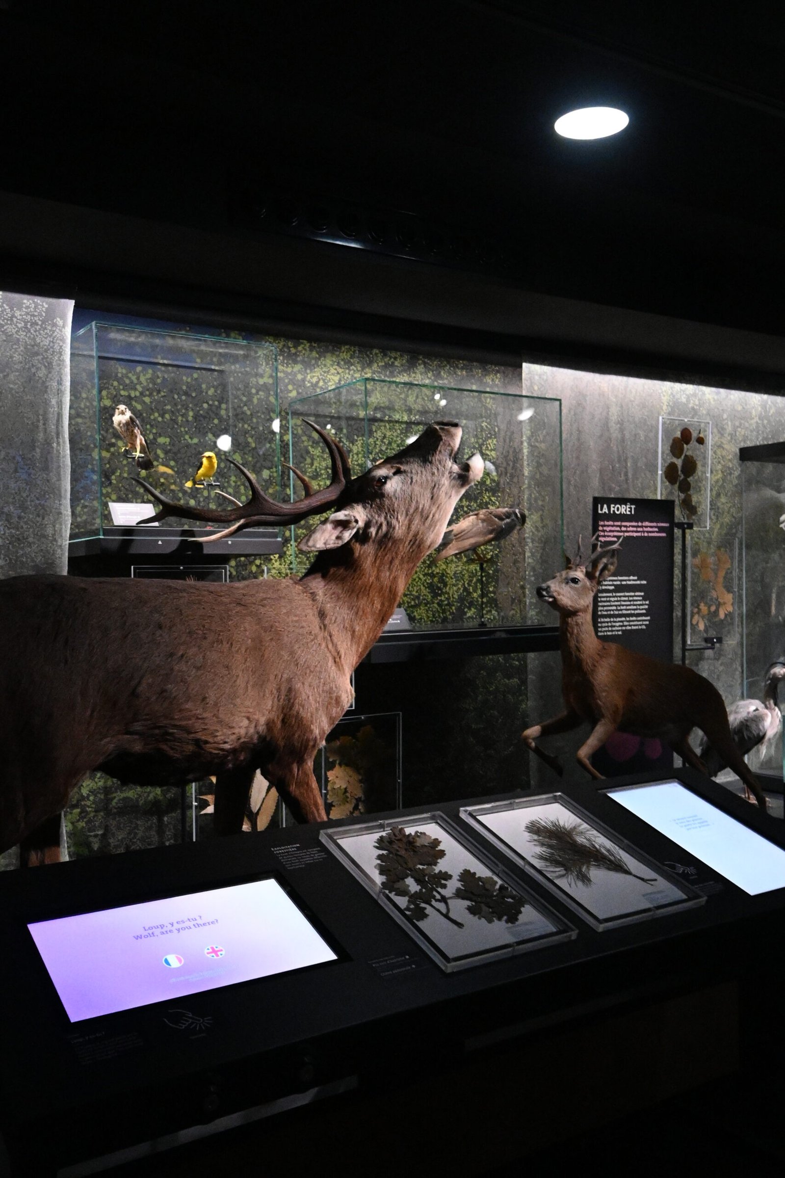 Photographie démonstrative de la différence de taille entre un cerf et un chevreuil. Photographie prise au musée d'Histoire Naturel d'Orléans