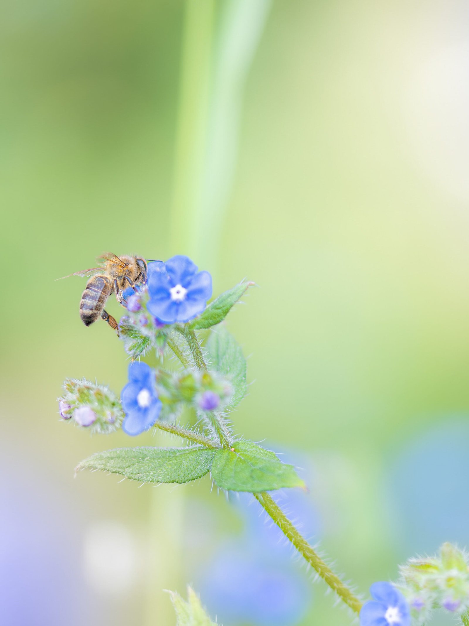 Abeille butinant une fleur bleue avec ses pattes récoltant le pollen, symbole essentiel de la nature.